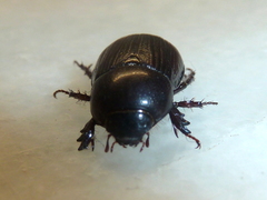 Pentodontini