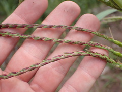 Tripsacum lanceolatum