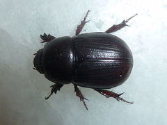 Pentodontini