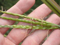 Tripsacum lanceolatum