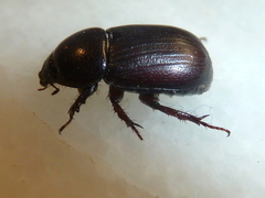 Pentodontini