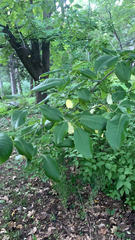 Euonymus atropurpureus