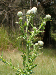 Cirsium nuttallii