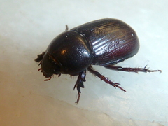 Pentodontini