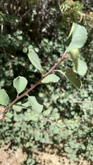Amelanchier utahensis
