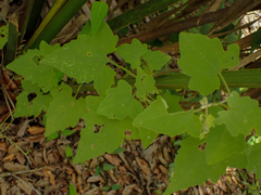 Mikania cordifolia
