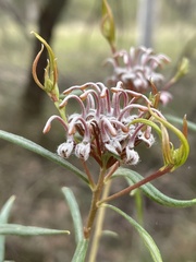 Grevillea sphacelata