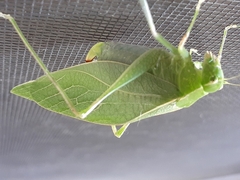 Microcentrum retinerve