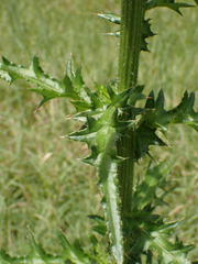 Cirsium nuttallii