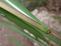 Tripsacum lanceolatum