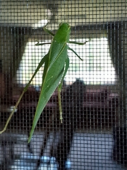 Microcentrum retinerve