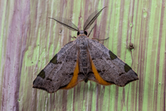 Achrosis rondelaria