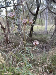 Grevillea sphacelata