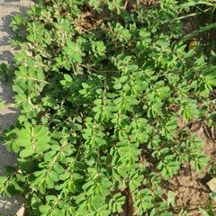 Euphorbia stictospora