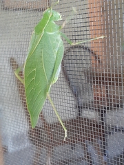 Microcentrum retinerve