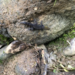 Gonatodes albogularis