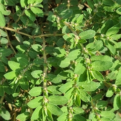 Euphorbia stictospora