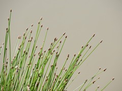 Eleocharis elliptica