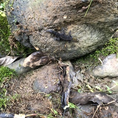 Gonatodes albogularis