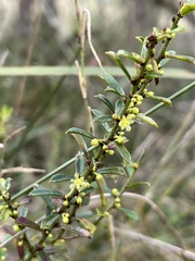 Phyllanthus hirtellus