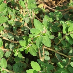 Euphorbia stictospora
