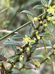 Phyllanthus hirtellus