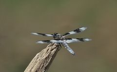 Libellula forensis