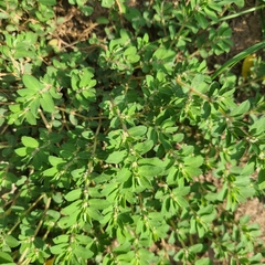 Euphorbia stictospora