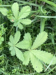 Potentilla reptans
