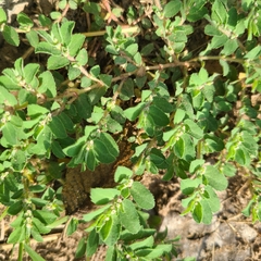 Euphorbia stictospora