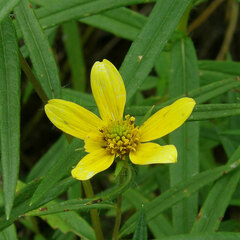 Helianthus porteri