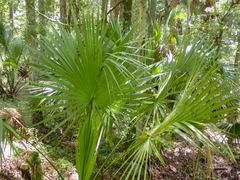 Coryphoideae