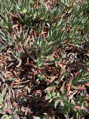 Ruschieae