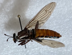 Stratiomydas lividus