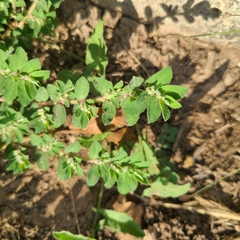 Euphorbia stictospora