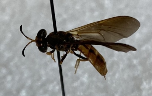 Hermetia concinna photo 3