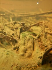 Cyanobacteria