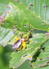 Augochlorella aurata