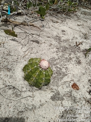 Melocactus violaceus margaritaceus