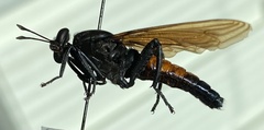 Mydas ventralis
