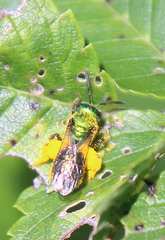 Augochlorella aurata
