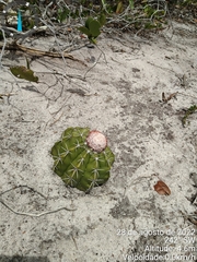Melocactus violaceus margaritaceus