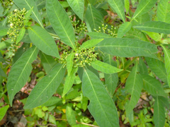 Psychotria tenuifolia