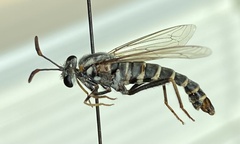 Opomydas townsendi