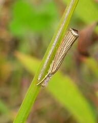 Agriphila vulgivagellus