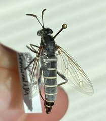 Opomydas townsendi