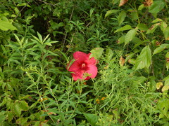 Hibiscus moscheutos