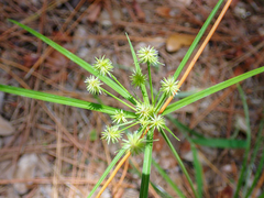 Cyperus croceus