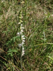 Spiranthes