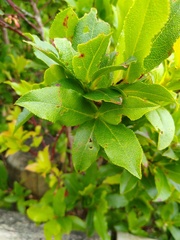 Vaccinium cylindraceum